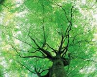 广西8万株古树名木已正式进入“法治时代”